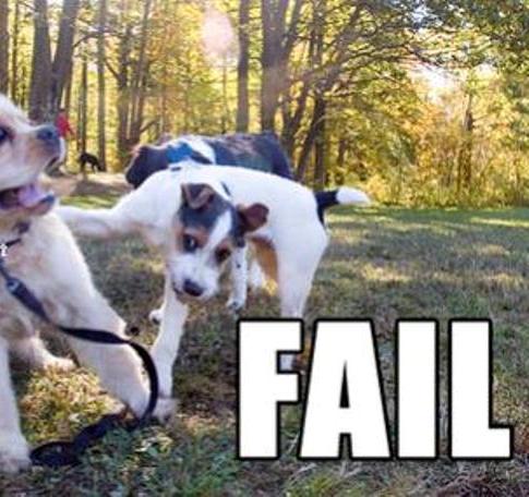 Собаки - неудачники