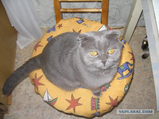 Котовторник на ЯПлакалъ 08.07.2008