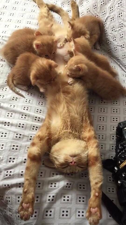Немного милоты