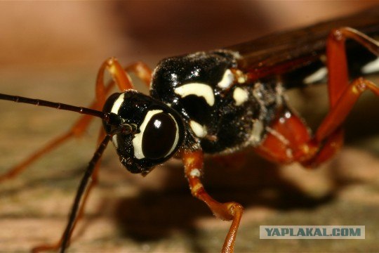 Наездник - паразит насекомых (8 фото + видео)