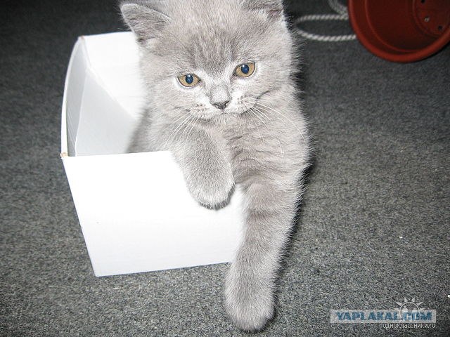 Котовторник