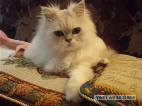 Котовторник 4.01.2011 - первый котовторник года