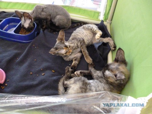 Сонный Котовторник
