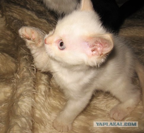 Котовторник так котовторник!
