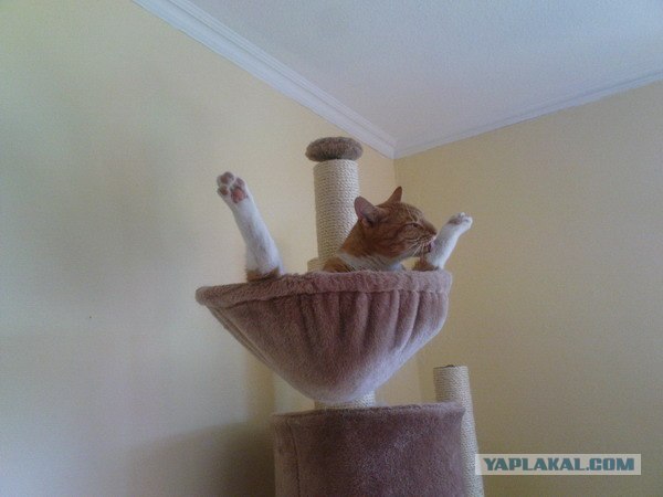 Котовторник 1.11.11