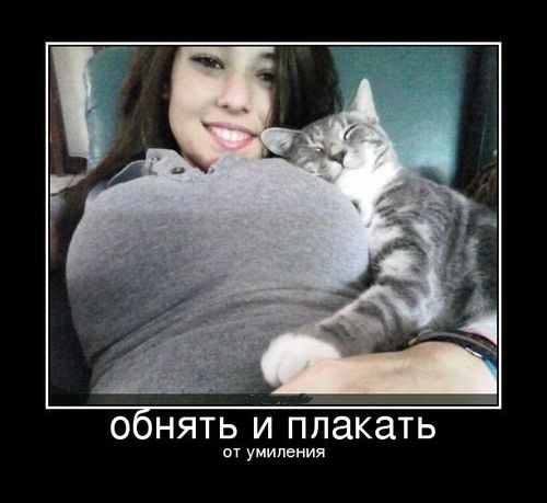 Котовторник 06.12.2011