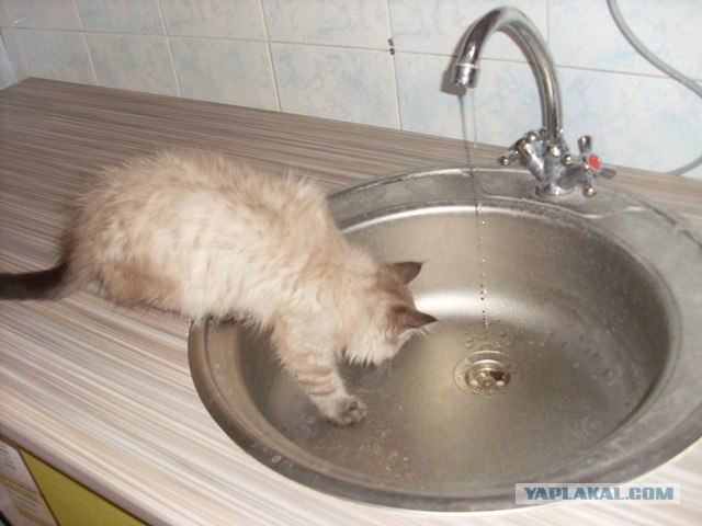 Котовторник (15.05.2012)