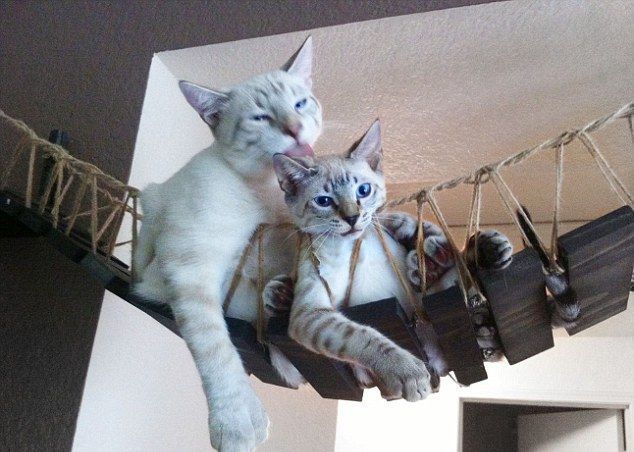 Котовторник однако