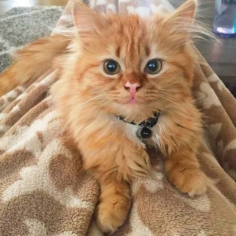 Забавные картинки с котами из сети