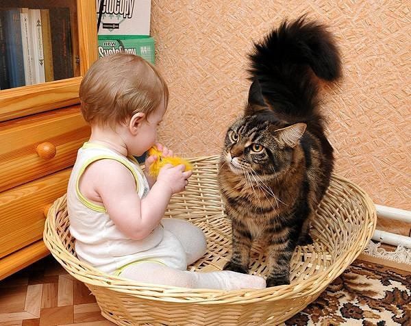 Эти забавные животные