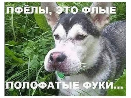 Про ж-ж-ж, кусь-кусь и бо-бо