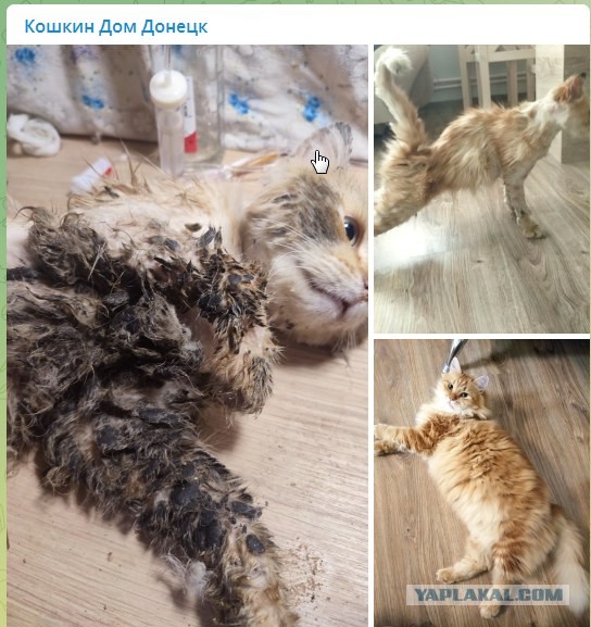 Фронтовые котейки просят о помощи
