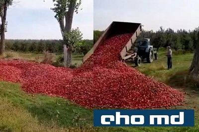 Садоводы России просят не пускать молдавские яблоки в страну