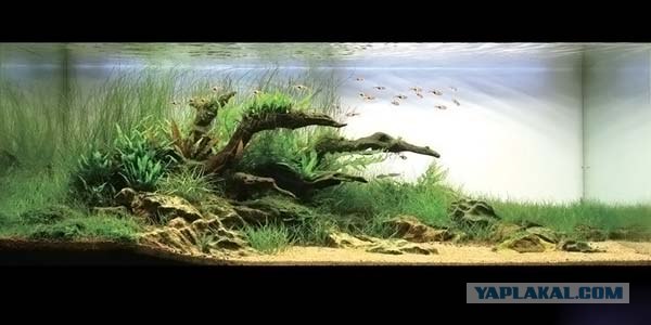 Японский аквариум