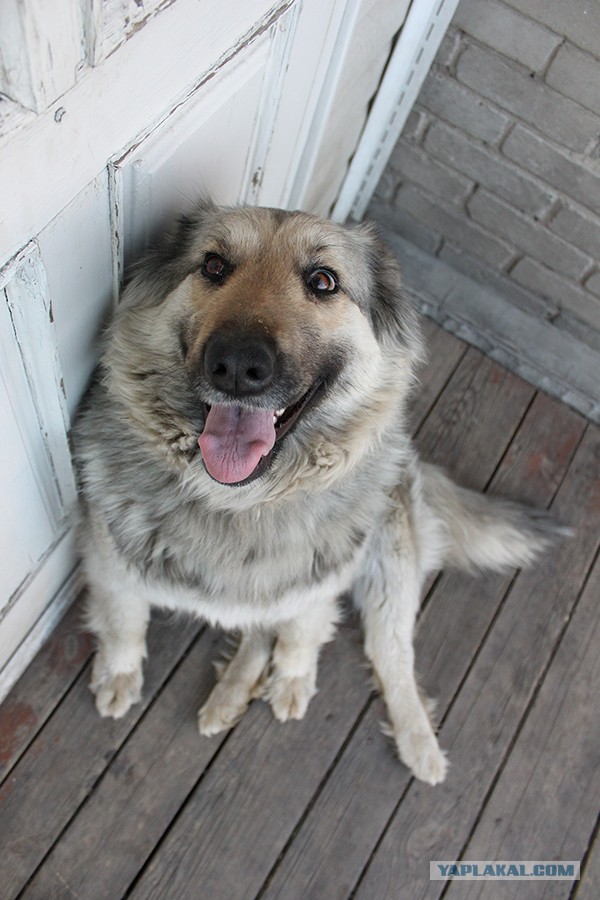 Такая вот дружба