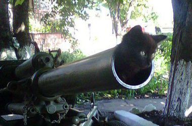 Кот упал с 23 этажа на стоящий во дворе новосибирской многоэтажки автомобиль Nissan X-Trail и выжил