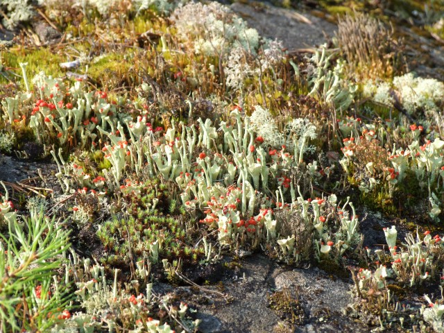 Трое в лодке