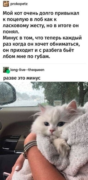 Весёлый полтишок 08.09.23
