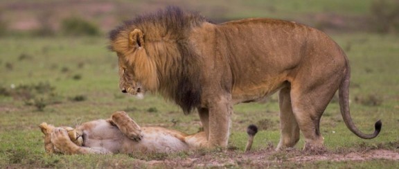 Самые смешные коты и кошки за всю историю комичного конкурса Comedy Wildlife Photography Awards