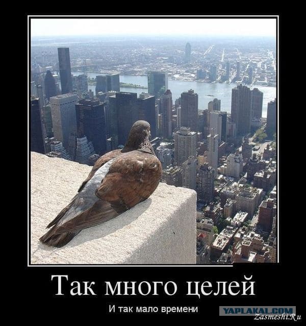 Метод против голубей "колхозный" конечно, но главное, что рабочий