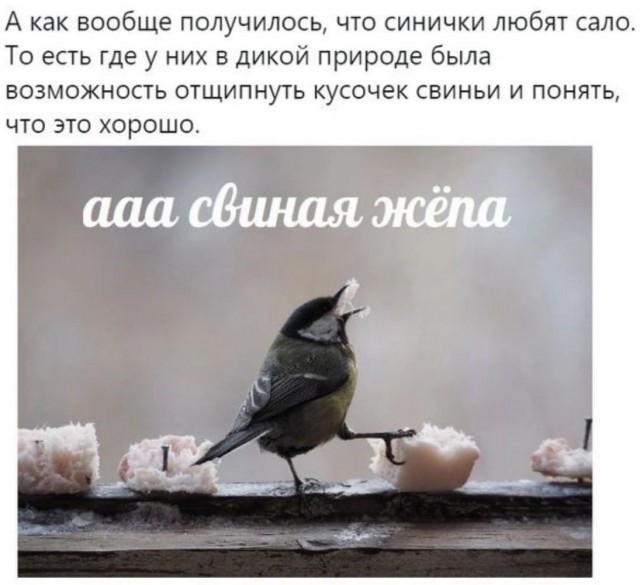 Картинки для деградации 71 (разной степени свежести)