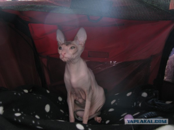 Котовторник  30.07.2013