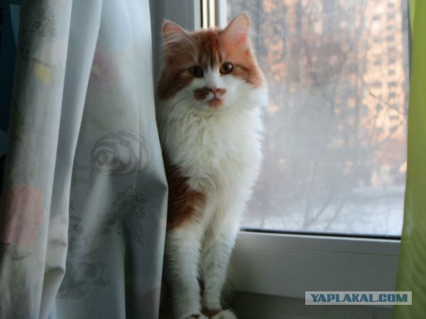 Котовторник на 24.09.2013г