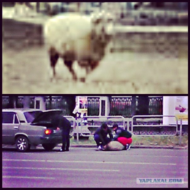 Коренной житель Бирюлево: почему начались погромы