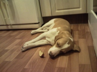 Собакочетверг на 02.01.2014