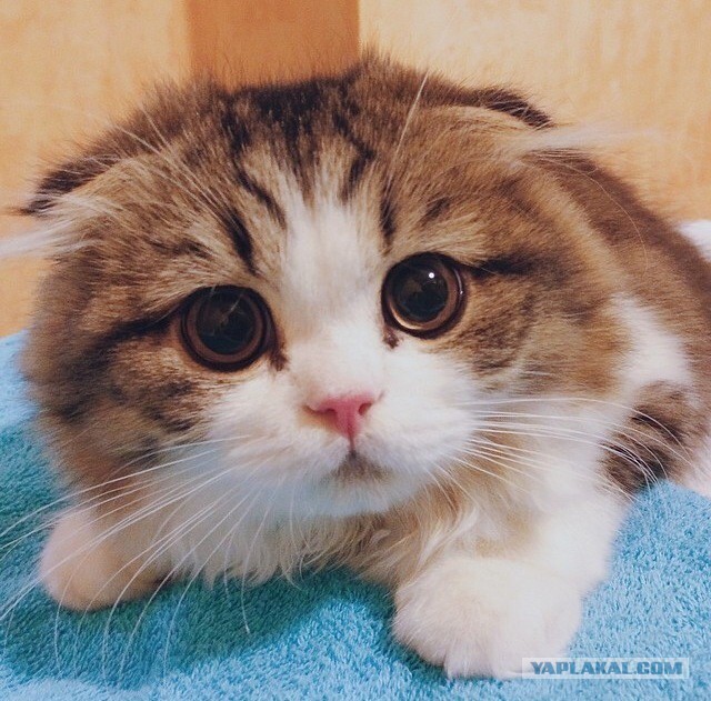 Котовторник 18.03.2014