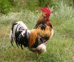 25.03.14 Правый сектор: Россия, жди! Москалей на н