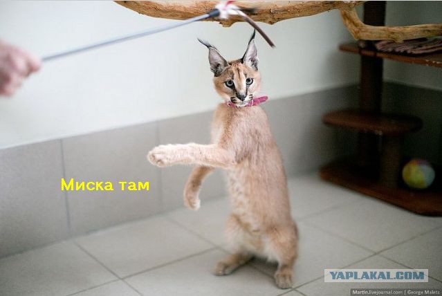 Питомник диких африканских кошек.