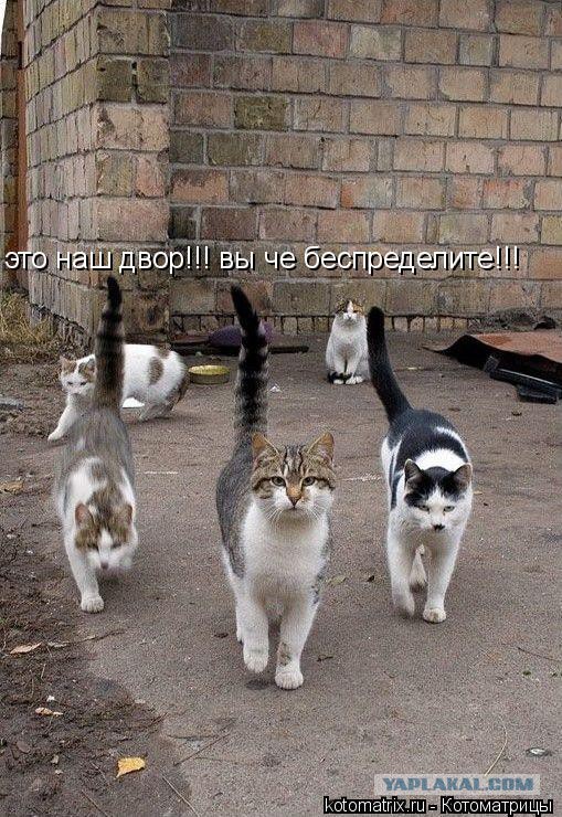 Которазборки