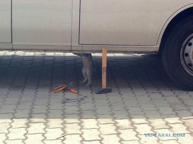 Креатив на авто