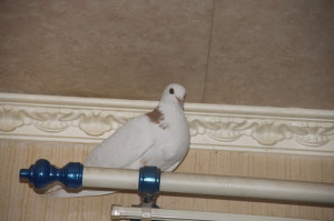 Наглые пернатые морды