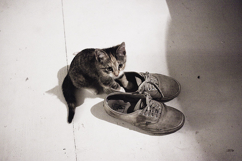 Даешь каждому коту по ботинку!