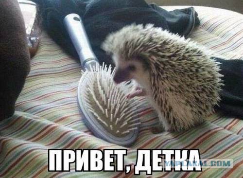 День Ежа