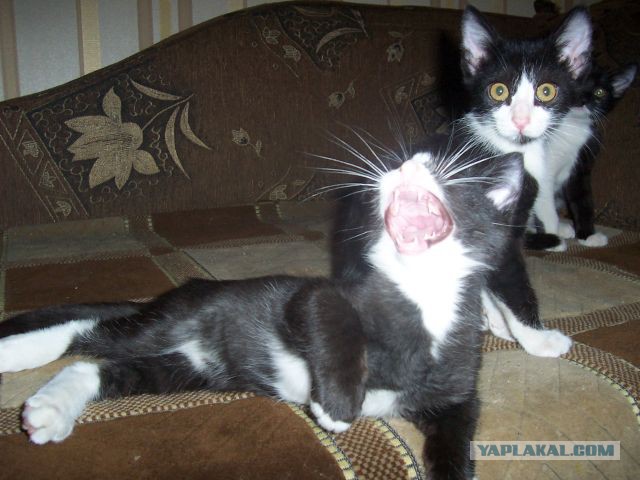 Котовторник 15.12.2015