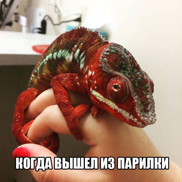 Отовсюду понемногу