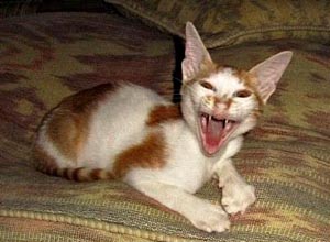 Коты, кошки, котята