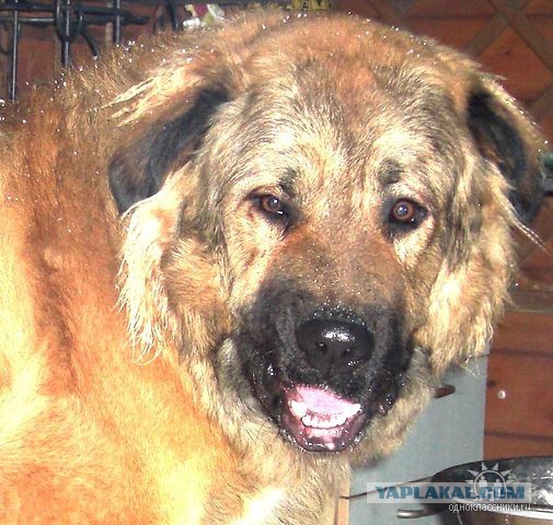 Щенки, которые выглядят как медвежата.