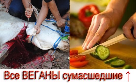 Веганы против мясоедов