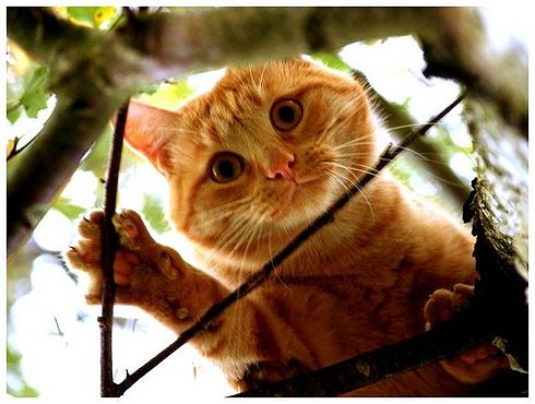 Коты, кошки, котята