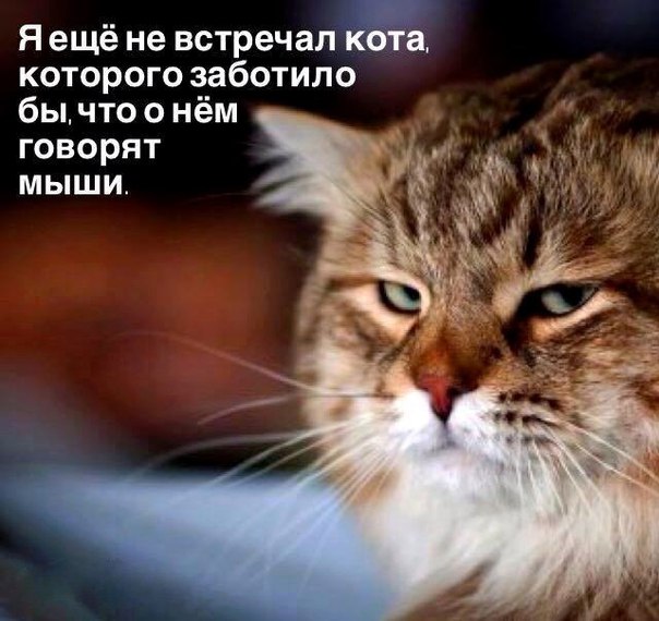 Мохнатые беспредельщики