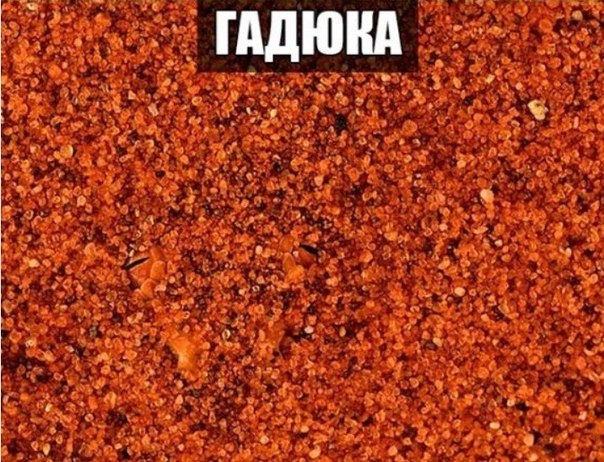 Прикольные животные