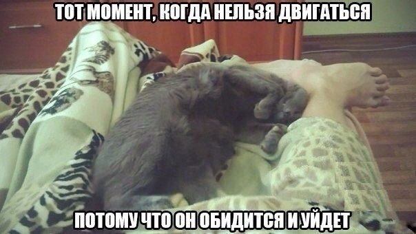 Прикольные животные