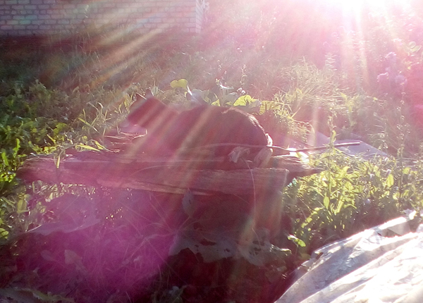 Котовторник 06.09.2016