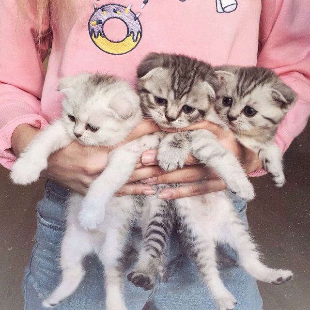 Коты и Кошки