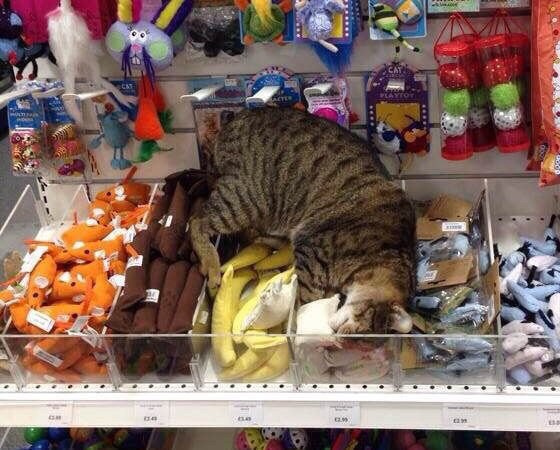 Коты и Кошки