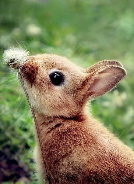 Самые смешные животные
